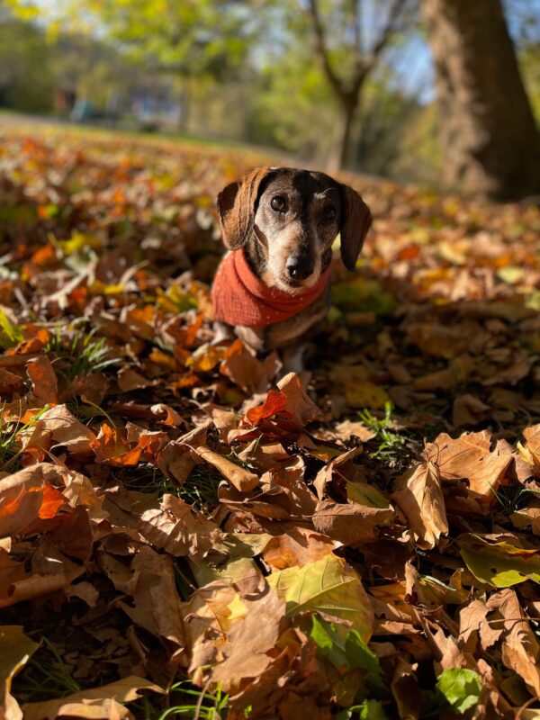 Bandana Hundehalstuch im Wunschdesign – Bild 4