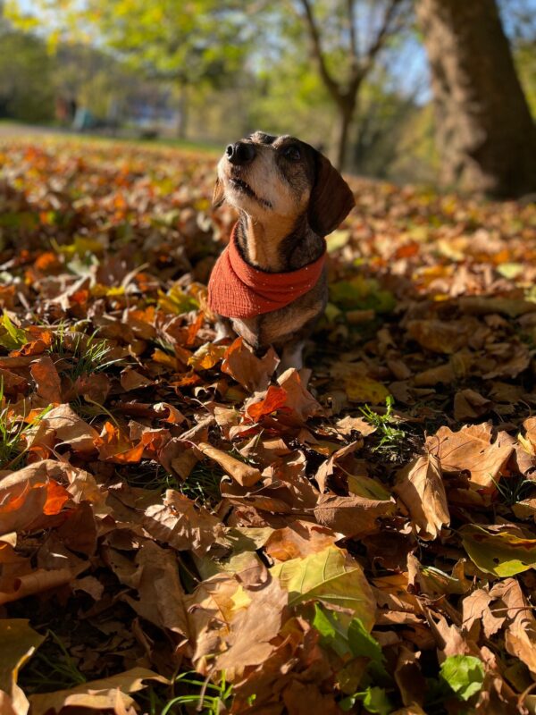 Bandana Hundehalstuch im Wunschdesign – Bild 3