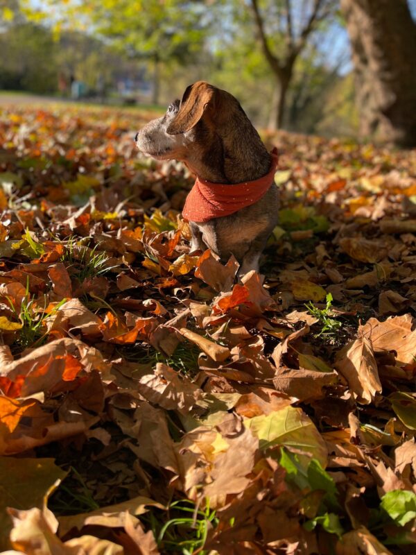 Bandana Hundehalstuch im Wunschdesign – Bild 5